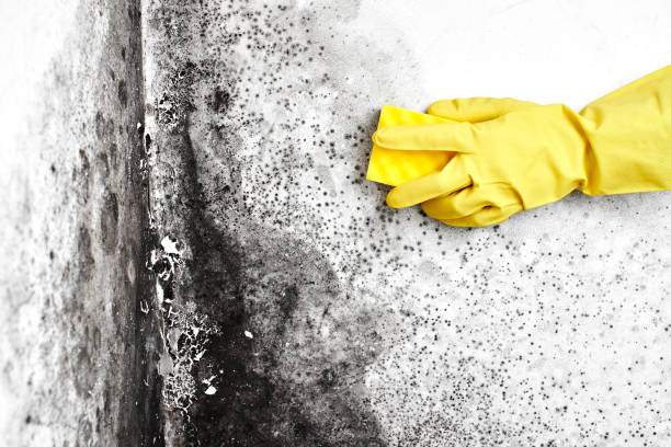 Best Mold Damage Repair  in Patterson Tract, CA