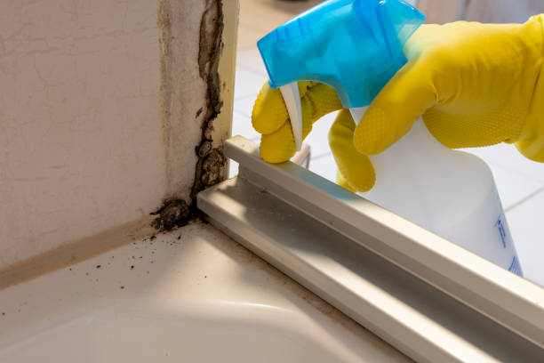 Best Certified Mold Removal  in Patterson Tract, CA