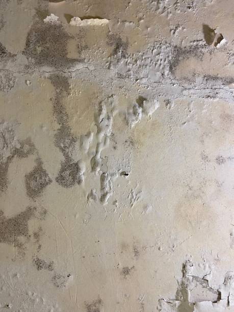 Best Mold Removal and Inspection  in Patterson Tract, CA