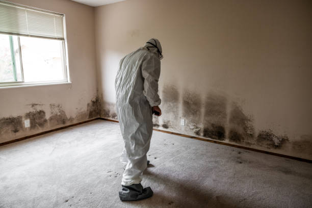 Best Attic Mold Removal  in Patterson Tract, CA