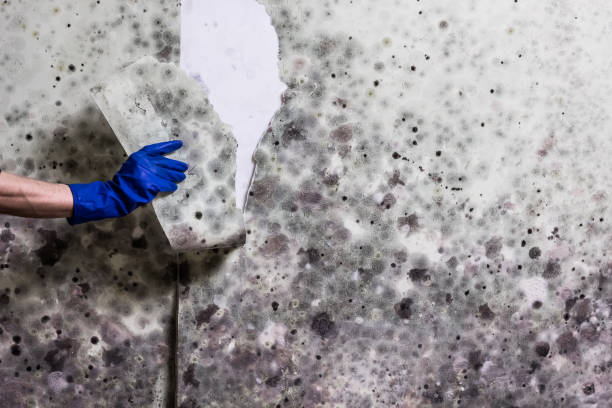 Best Water Damage Restoration  in Patterson Tract, CA