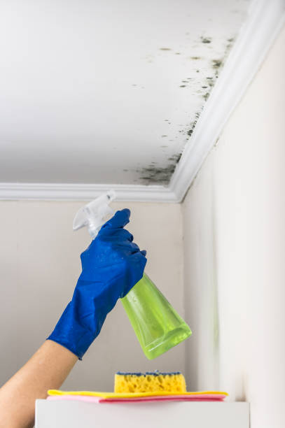 Best Affordable Mold Removal  in Patterson Tract, CA