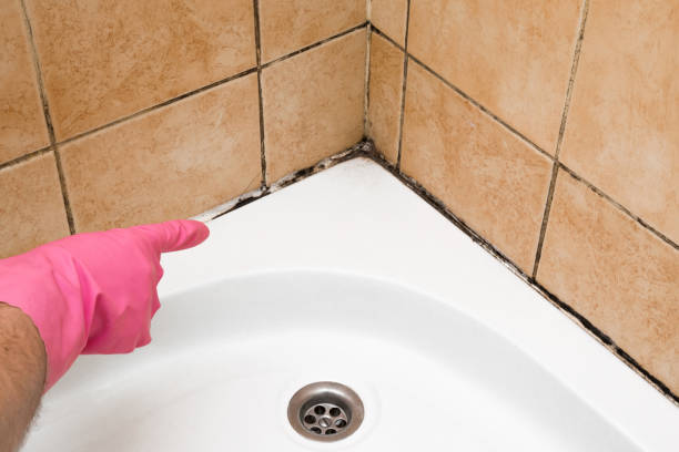 Best Mold Removal Company Near Me  in Patterson Tract, CA