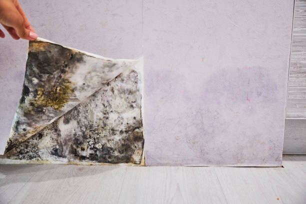 Certified Mold Removal in Patterson Tract, CA